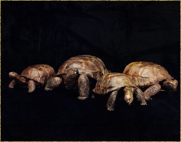 Gopher Tortoises